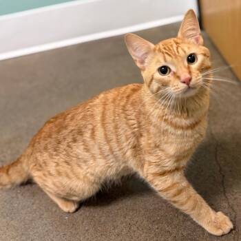 Domestic Short Hair Cats Available for Adoption in Keizer, Oregon - Buffalo Chicken Slider | PetCurious