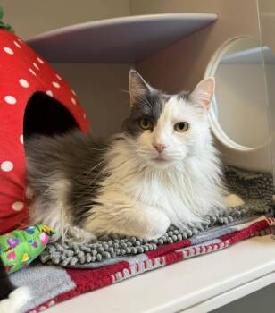 Tom -  Domestic Long Hair Cat for Adoption in Elizabethtown, New York - Tom | PetCurious