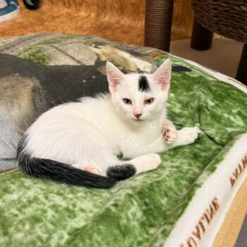Jax -  Domestic Short Hair Cat for Adoption in San Anselmo, California - Jax | PetCurious