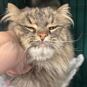 Domestic Medium Hair Cats Available for Adoption in Normal, Illinois - Derby | PetCurious