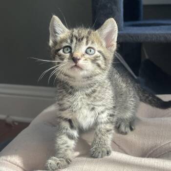 White Elephant -  Domestic Short Hair Cat for Adoption in Rochester, Minnesota - White Elephant | PetCurious