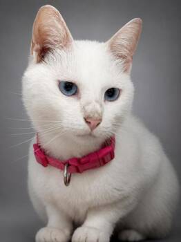 Daisie (DEAF) -  Domestic Short Hair Cat for Adoption in Bowling Green, Kentucky - Daisie (DEAF) | PetCurious
