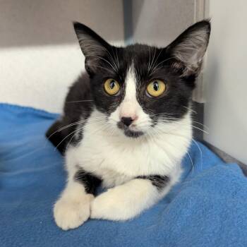 Ribeye -  Domestic Short Hair Cat for Adoption in Evansville, Indiana - Ribeye | PetCurious