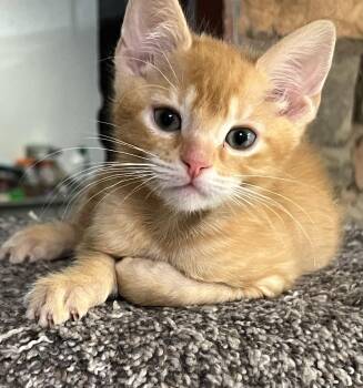 Rescue Domestic Short Hair Cats for Adoption in Mesa, Arizona - Patrick | PetCurious