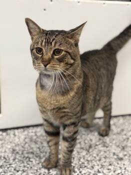 Rescue Domestic Short Hair Cats for Adoption in Palmetto, Florida - QUINCE | PetCurious