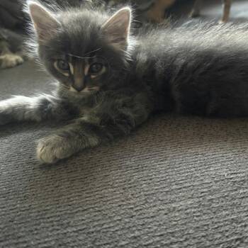 Marlin (Orange) -  Domestic Medium Hair Cat for Adoption in Sunnyvale, California - Marlin (Orange) | PetCurious