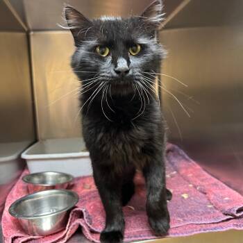 Otto -  Domestic Medium Hair Cat for Adoption in Lindon, Utah - Otto | PetCurious