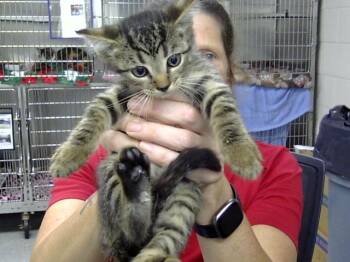 A188098 -  Domestic Short Hair Cat for Adoption in Pasadena, Texas - A188098 | PetCurious