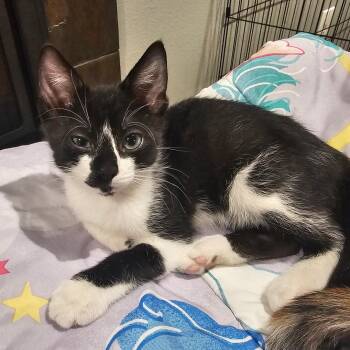 Homer Simpson -  Domestic Short Hair Cat for Adoption in Pendleton, Oregon - Homer Simpson | PetCurious