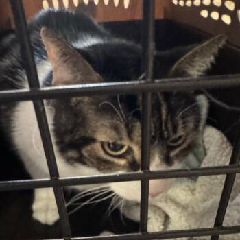 Sunni -  Domestic Short Hair Cat for Adoption in Winston-salem, North Carolina - Sunni | PetCurious