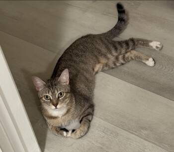 Ginny -  American Shorthair and Domestic Short Hair Cat for Adoption in San Juan Capistrano, California - Ginny | PetCurious
