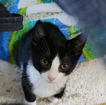 Rescue Tuxedo Cats for Adoption in Greensboro, North Carolina - Bean | PetCurious