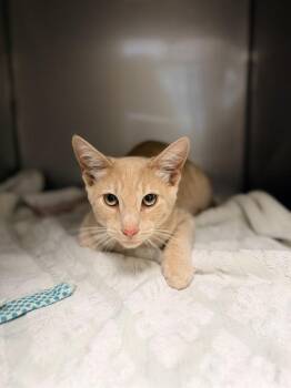 SUNNY -  Domestic Short Hair Cat for Adoption in Santa Cruz, California - SUNNY | PetCurious