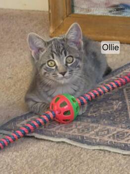 Ollie -  Domestic Short Hair Cat for Adoption in Gardnerville, Nevada - Ollie | PetCurious
