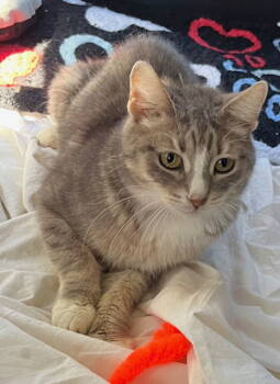 Rescue Tabby Cats for Adoption in Franklin, Tennessee - TINA | PetCurious