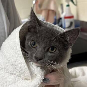 Mavis -  Domestic Short Hair Cat for Adoption in Asheville, North Carolina - Mavis | PetCurious
