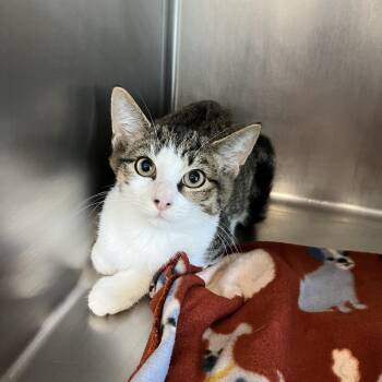 Jack -  Domestic Short Hair Cat for Adoption in West Palm Beach, Florida - Jack | PetCurious