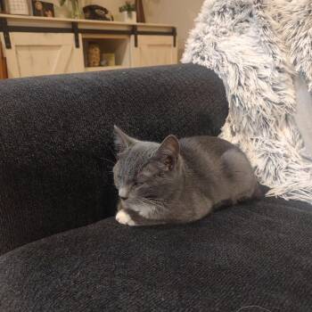 Domestic Short Hair Cats Available for Adoption in Springfield, Oregon - Periwinkle | PetCurious