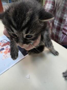 Domestic Medium Hair Cats Available for Adoption in Burnsville, North Carolina - Pina Colada | PetCurious