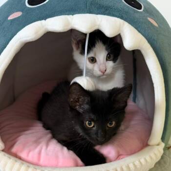 Free Solo -  Domestic Short Hair Cat for Adoption in Gibsonia, Pennsylvania - Free Solo | PetCurious