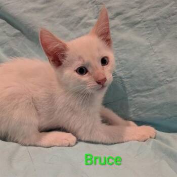 BRUCE -  Domestic Short Hair Cat for Adoption in Auburn, California - BRUCE | PetCurious