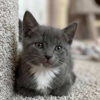 Domestic Short Hair Cats Available for Adoption in Johnson City, Tennessee - Georgie | PetCurious