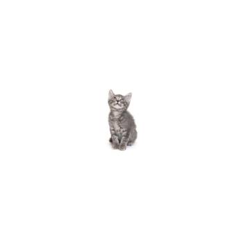 Jam -  Domestic Short Hair Cat for Adoption in Los Angeles, California - Jam | PetCurious