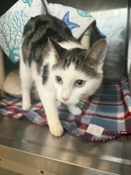 Domestic Short Hair Cats Available for Adoption in Hagerstown, Maryland - HONEYBUSH | PetCurious