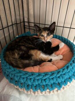Rescue Calico Cats for Adoption - Trinity | PetCurious