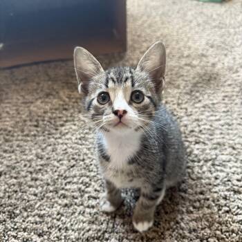 Rescue Domestic Short Hair Cats for Adoption in San Diego, California - Delphi | PetCurious