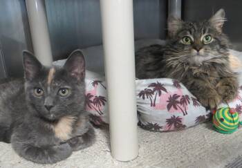 Tortoiseshell Cats Available for Adoption - Viola & Justine | PetCurious