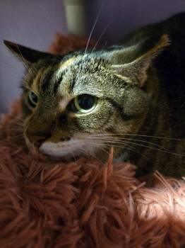 Domestic Short Hair Cats Available for Adoption in Cambridge, Maryland - Pixie | PetCurious