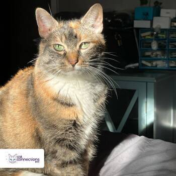 Rescue American Shorthair Cats for Adoption in New York, New York - Sheba | PetCurious