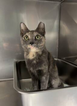 Domestic Short Hair and Dilute Tortoiseshell Cats Available for Adoption - Herring | PetCurious