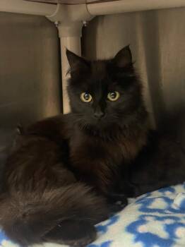 Little -  Domestic Medium Hair Cat for Adoption in Calhoun, Kentucky - Little | PetCurious