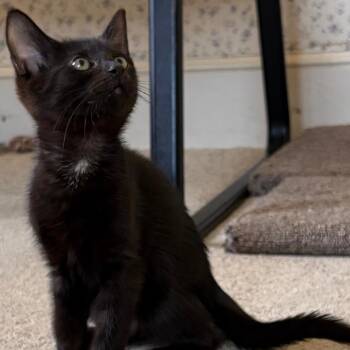 Asher -  Domestic Short Hair Cat for Adoption in Central Falls, Rhode Island - Asher | PetCurious