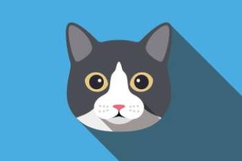 Domestic Short Hair and Siamese Cats Available for Adoption in Muskegon, Michigan - Marvel IV | PetCurious