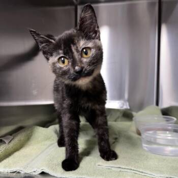 Domestic Short Hair Cats Available for Adoption - Cinder | PetCurious