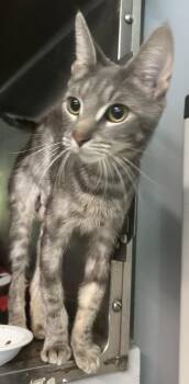 2026-61B Shirley (mom) -  Domestic Short Hair Cat for Adoption in Windsor, Connecticut - 2026-61B Shirley (mom) | PetCurious
