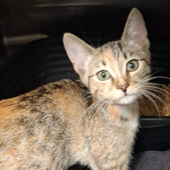 Elk -  Domestic Short Hair Cat for Adoption in Lakeland, Florida - Elk | PetCurious