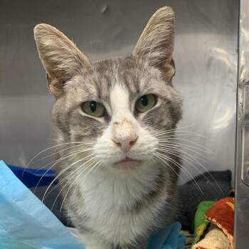 Vincent -  Domestic Short Hair Cat for Adoption in Los Angeles, California - Vincent | PetCurious