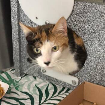 Domestic Short Hair Cats Available for Adoption in Newark, New Jersey - Spirit | PetCurious