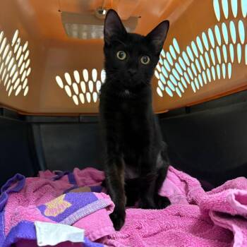 Kansas 28630 -  Domestic Short Hair Cat for Adoption in Middleburg, Florida - Kansas 28630 | PetCurious