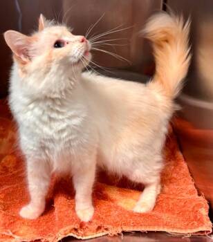 Domestic Medium Hair Cats Available for Adoption - Cinderella | PetCurious
