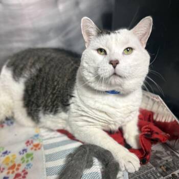 Kingpin -  Domestic Short Hair Cat for Adoption in Chicago, Illinois - Kingpin | PetCurious