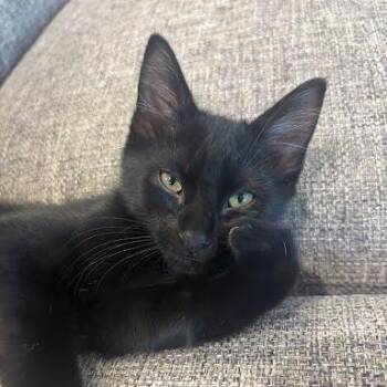 Travis -  Domestic Short Hair Cat for Adoption in Fulton, Missouri - Travis | PetCurious