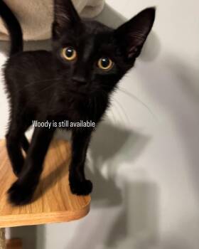 Buzz & Woody -  American Shorthair Cat for Adoption in Paonia, Colorado - Buzz & Woody | PetCurious