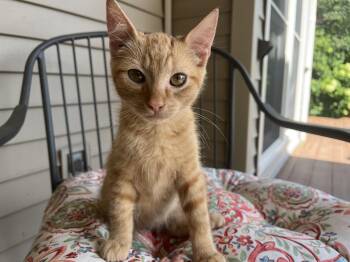Theo -  Domestic Short Hair Cat for Adoption in Hickory, North Carolina - Theo | PetCurious