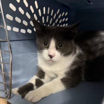 Momma -  Domestic Short Hair Cat for Adoption in Mentor, Ohio - Momma | PetCurious