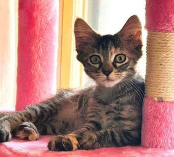 Spice -  Domestic Long Hair Cat for Adoption in Kansas City, Missouri - Spice | PetCurious